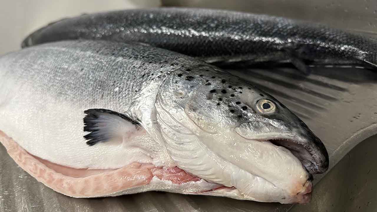 فوائد سمك السلمون لكبار السن