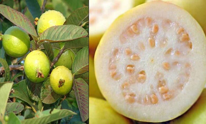 فوائد الجوافة للتخسيس