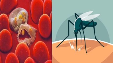 علاج الملاريا بالاعشاب