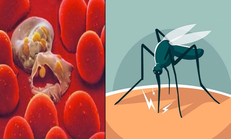 علاج الملاريا بالاعشاب