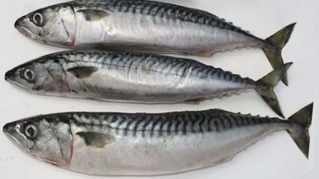 فوائد سمك الماكريل